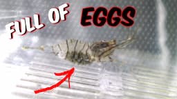 Pet Grass Shrimp Is Pregnant With EGGS From Breeding (UNBOXING Breeder Box) - A1A Adventures