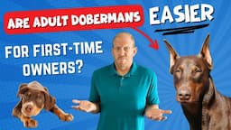 A GREAT Shortcut for First-Time Owners? Get an Adult Doberman!