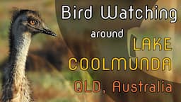 Bird Watching around Lake Coolmunda, QLD Australia - Part I