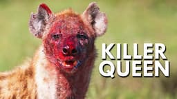 Hyenas and The Killer Queens Of The Animal World