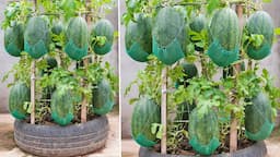 The secret to growing great hanging watermelons in narrow spaces with tires and lots of fruit