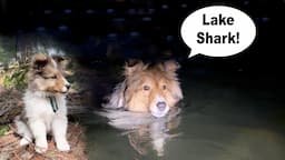 "A Lake SHARK!" 🦈 a hilarious Camping Adventure on Cricket "the sheltie" Chronicles e301