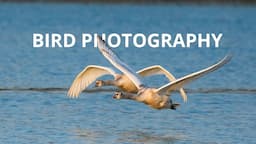 Bird Photography Heaven | Wildlife Photography