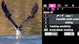 The MOST IMPORTANT SETTINGS To Change FOR WILDLIFE PHOTOGRAPHY On The CANON R5 & R6