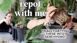 answering your questions 🥰🪴 & putting new plants in semi hydro