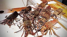 How To Catch Spiny Lobster in California