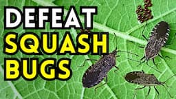 Are Squash Bugs Destroying Your Squash Crops? // 12 Organic Methods to Get Rid of Squash Bugs