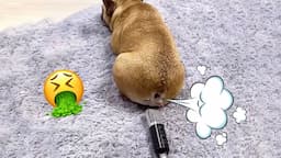 TRY NOT TO LAUGH Cats And Dogs Reaction To Fart Bad Pets 💨😂