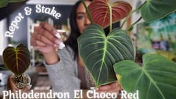 Repotting + Staking Philodendron El Choco Red