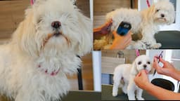 Neglected Maltese gets a Makeover