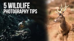 5 Wildlife Photography Tips | Tutorial Tuesday