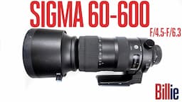 SIGMA 60-600mm f/4.5-f/6.3 SPORT REVIEW: A Great SPORT & WILDLIFE LENS Under $2,000.