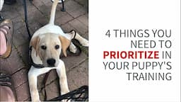 What to prioritize in your service dog puppy's training