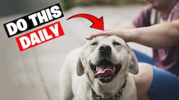 10 Scientific Ways To Make Your Dog Very Happy