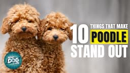 10 Things That Make a Poodle Stand Out