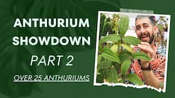 🌿 This or That? Anthurium Edition Part 2: 25 Rarities! 🌺