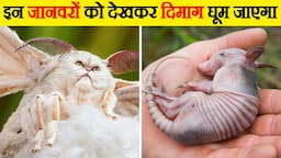 इन्हें देख कर आप भी सोच में पड़ जायेंगे | | Strange Animals in the World