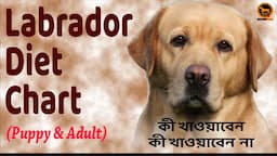 Labrador Retriever diet chart | Homemade puppy and dog food | Bengali | QDogS