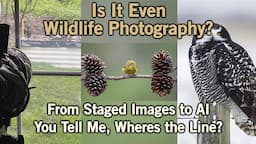 Is It Wildlife Photography?