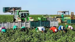 European Farmers Harvest Millions Of Tons Of Vegetables And Fruits This Way - European Farming