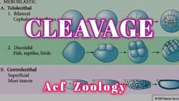 Cleavage | Developmental Biology | MSc Zoology | Upsc | Bsc Zoology | NEET ZOOLOGY | biologyblog