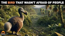 Dodo Bird - The Extinct Bird That Was Not Afraid Of Humans