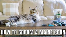 How to Groom a Maine Coon | Brushing Molly