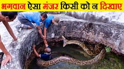 भगवान ऐसा मंजर किसी को न दिखाए | No one should get scared after seeing these snakes