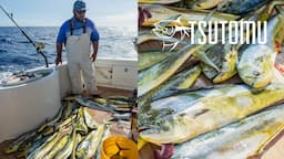 Fishing for Mahi-Mahi by a Floating Log