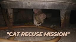 Cat Rescue Mission