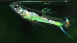 Guppies - The 4 most common mistakes and some simple solutions