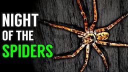 Giant Spiders are Everywhere! - Australia at Night