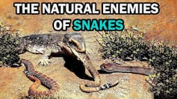 The Top 10 Natural Enemies Of Snakes That Terrify Them