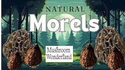 Morel Hunting in the Cascades- Catch and Cook