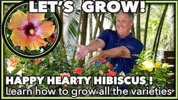 HIBISCUS PLANT GROWING TIPS