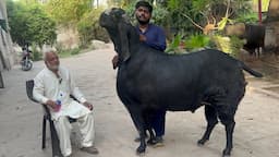 Pakistan k Biggest Bakron ki sb sy bri Qurbani ll Heavyweight Bakra’s of Hamza Butt of Lahore