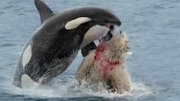 When A Polar Bear Meets A Hungry Orca