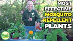 Win the War on Mosquitoes: Add These Plants To Your Garden As Bug Repellents // Green Thumb