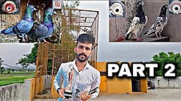 Breeder pigeons(kabootar) 🕊️ of (Amit Jatt)// jourian (Dounchak) part-2 9086745301. __ (Jammu)