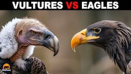 Why Aren't Vultures as Strong as Eagles?