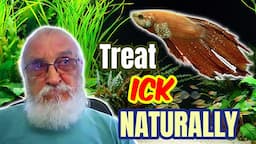 TREATING ICK THE NATURAL WAY