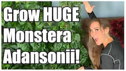 Grow Massive Monstera Adansonii | Plant Care Guide | Secrets to Awesome Monstera Adansonii