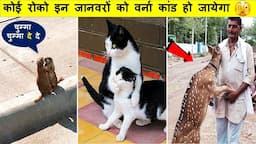 कभी देखा है ?? जानवरों को ऐसा कारनामा करते हुए..देखलो ||Animal Moments Caught On Camera Part -145