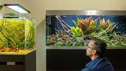 BIOTOPE VS NATURE AQUARIUM AQUASCAPES