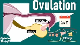 Ovulation | The hormonal control of ovulation | Developmental biology