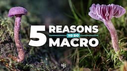 5 Reasons to Do Macro Photography