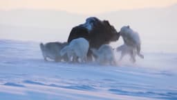 Manada de LOBOS rodean a un BISONTE | Lobos contra Coyote, Alce, Bisonte, incluso un Oso