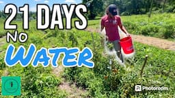 How My Garden Survived 3 Weeks w/ NO WATER