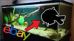 Buying Fish From eBay for my Biggest Aquarium!