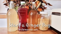 How to START A GINGER BUG | Fermented Soda Series: All the Knowledge to make your own Fermented Soda